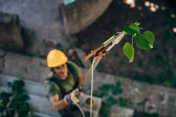 Dranesville, VA Tree Removal Company